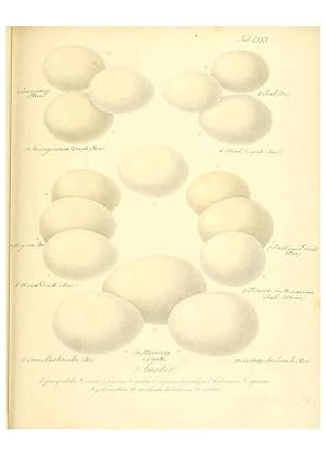 Imagen del vendedor de Reproduccin/Reproduction 6106195640: Zur Fortpflanzungsgeschichte der gesammten Vgel Dresden,[1856?] a la venta por EL BOLETIN