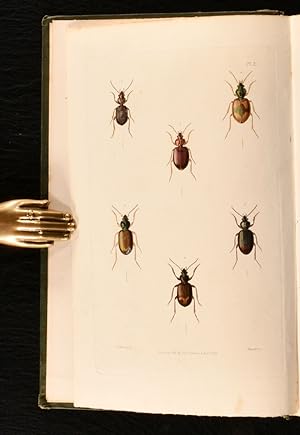 Bild des Verkufers fr Illustrations of British Entomology; or, a Synopsis of Indigenous Insects: Containing Their Generic and Specific Distinctions; With an Account of Their Metamorphoses, Times of Appearance, Localities, Food, and Economy, as Far as Practicable zum Verkauf von Rooke Books PBFA