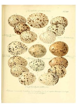 Imagen del vendedor de Reproduccin/Reproduction 6105647051: Zur Fortpflanzungsgeschichte der gesammten Vgel Dresden,[1856?] a la venta por EL BOLETIN