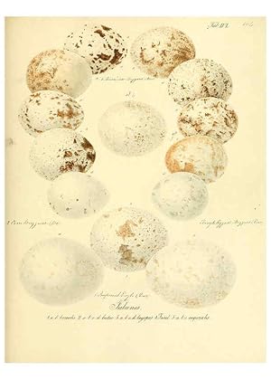 Imagen del vendedor de Reproduccin/Reproduction 6106189042: Zur Fortpflanzungsgeschichte der gesammten Vgel Dresden,[1856?] a la venta por EL BOLETIN