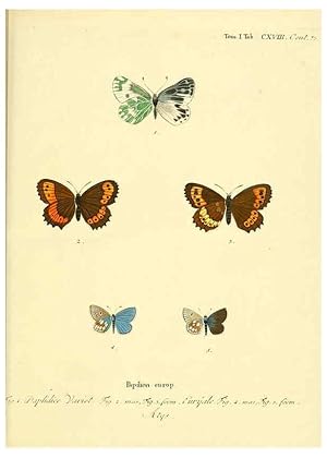 Seller image for Reproduccin/Reproduction 6102783565: Die Schmetterlinge in Abbildungen nach der Natur. v.1 plates. Leipzig :T.O. Weigel,[1829-1839] for sale by EL BOLETIN