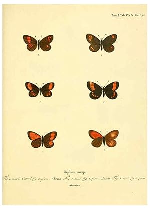 Seller image for Reproduccin/Reproduction 6102784091: Die Schmetterlinge in Abbildungen nach der Natur. v.1 plates. Leipzig :T.O. Weigel,[1829-1839] for sale by EL BOLETIN
