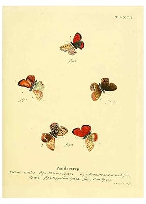 Seller image for Reproduccin/Reproduction 6102748729: Die Schmetterlinge in Abbildungen nach der Natur. v.1 plates. Leipzig :T.O. Weigel,[1829-1839] for sale by EL BOLETIN