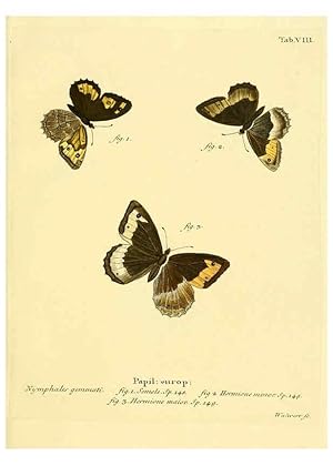 Seller image for Reproduccin/Reproduction 6103215264: Die Schmetterlinge in Abbildungen nach der Natur. v.1 plates. Leipzig :T.O. Weigel,[1829-1839] for sale by EL BOLETIN