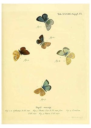 Seller image for Reproduccin/Reproduction 6103303708: Die Schmetterlinge in Abbildungen nach der Natur. v.1 plates. Leipzig :T.O. Weigel,[1829-1839] for sale by EL BOLETIN