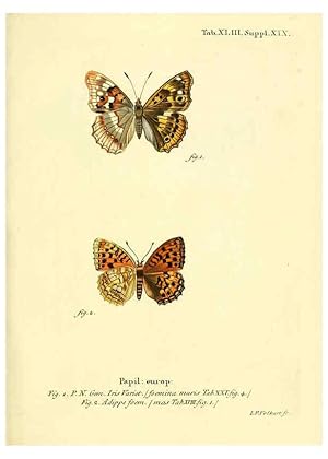Seller image for Reproduccin/Reproduction 6103306792: Die Schmetterlinge in Abbildungen nach der Natur. v.1 plates. Leipzig :T.O. Weigel,[1829-1839] for sale by EL BOLETIN