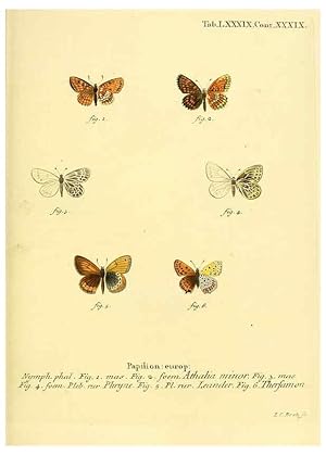 Seller image for Reproduccin/Reproduction 6102775177: Die Schmetterlinge in Abbildungen nach der Natur. v.1 plates. Leipzig :T.O. Weigel,[1829-1839] for sale by EL BOLETIN