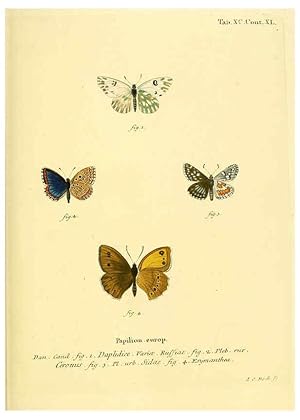Seller image for Reproduccin/Reproduction 6103321360: Die Schmetterlinge in Abbildungen nach der Natur. v.1 plates. Leipzig :T.O. Weigel,[1829-1839] for sale by EL BOLETIN