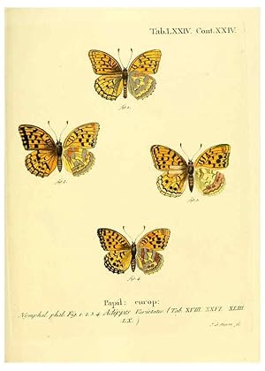 Seller image for Reproduccin/Reproduction 6103317266: Die Schmetterlinge in Abbildungen nach der Natur. v.1 plates. Leipzig :T.O. Weigel,[1829-1839] for sale by EL BOLETIN