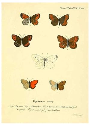 Seller image for Reproduccin/Reproduction 6103329078: Die Schmetterlinge in Abbildungen nach der Natur. v.1 plates. Leipzig :T.O. Weigel,[1829-1839] for sale by EL BOLETIN