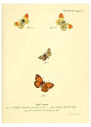 Seller image for Reproduccin/Reproduction 6102755691: Die Schmetterlinge in Abbildungen nach der Natur. v.1 plates. Leipzig :T.O. Weigel,[1829-1839] for sale by EL BOLETIN