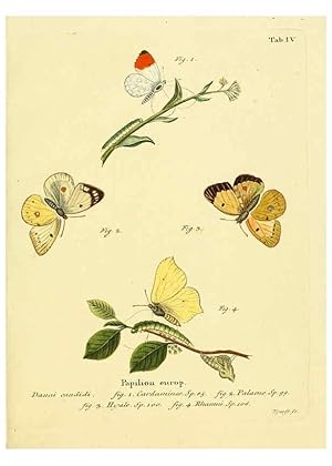 Seller image for Reproduccin/Reproduction 6102668973: Die Schmetterlinge in Abbildungen nach der Natur. v.1 plates. Leipzig :T.O. Weigel,[1829-1839] for sale by EL BOLETIN
