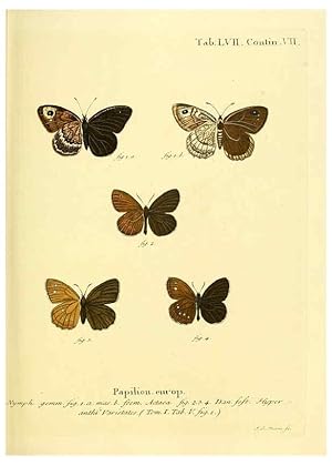 Seller image for Reproduccin/Reproduction 6102764307: Die Schmetterlinge in Abbildungen nach der Natur. v.1 plates. Leipzig :T.O. Weigel,[1829-1839] for sale by EL BOLETIN