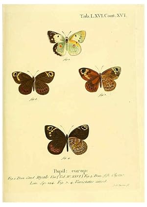 Seller image for Reproduccin/Reproduction 6103313472: Die Schmetterlinge in Abbildungen nach der Natur. v.1 plates. Leipzig :T.O. Weigel,[1829-1839] for sale by EL BOLETIN