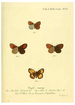 Seller image for Reproduccin/Reproduction 6102767641: Die Schmetterlinge in Abbildungen nach der Natur. v.1 plates. Leipzig :T.O. Weigel,[1829-1839] for sale by EL BOLETIN