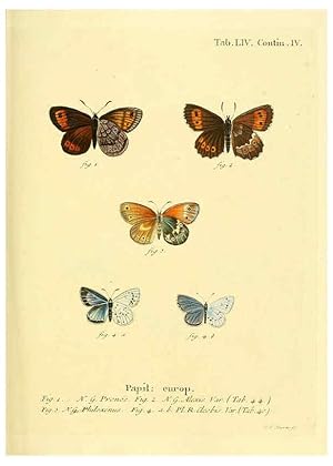 Seller image for Reproduccin/Reproduction 6102763555: Die Schmetterlinge in Abbildungen nach der Natur. v.1 plates. Leipzig :T.O. Weigel,[1829-1839] for sale by EL BOLETIN