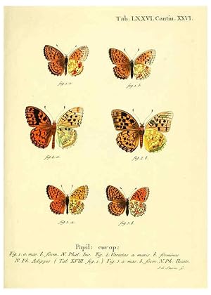 Seller image for Reproduccin/Reproduction 6103317686: Die Schmetterlinge in Abbildungen nach der Natur. v.1 plates. Leipzig :T.O. Weigel,[1829-1839] for sale by EL BOLETIN