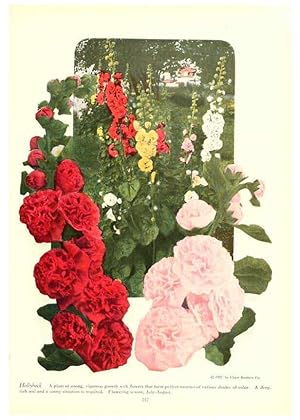 Seller image for Reproduccin/Reproduction 6237575200: Chase fruit and flowers in natural colors Rochester, N.Y.,Chase brothers company[c1922] for sale by EL BOLETIN