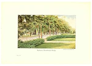 Seller image for Reproduccin/Reproduction 6237578794: Chase fruit and flowers in natural colors Rochester, N.Y.,Chase brothers company[c1922] for sale by EL BOLETIN