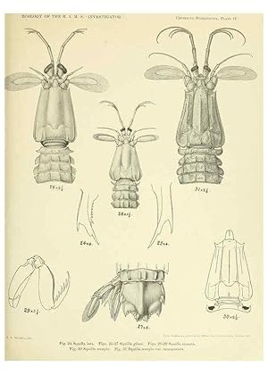 Image du vendeur pour Reproduccin/Reproduction 6243320455: An account of the Crustacea Stomatopoda of the Indo-Pacific region Calcutta,1913 mis en vente par EL BOLETIN