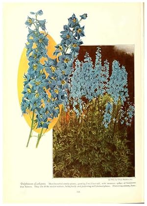Seller image for Reproduccin/Reproduction 6237574652: Chase fruit and flowers in natural colors Rochester, N.Y.,Chase brothers company[c1922] for sale by EL BOLETIN