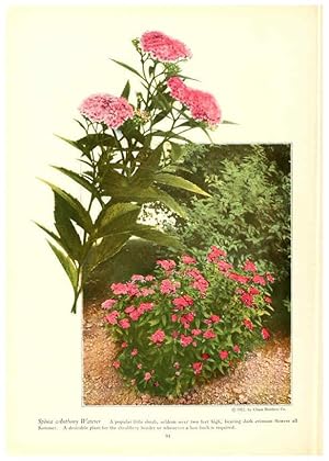 Seller image for Reproduccin/Reproduction 6237048009: Chase fruit and flowers in natural colors Rochester, N.Y.,Chase brothers company[c1922] for sale by EL BOLETIN