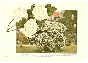 Seller image for Reproduccin/Reproduction 6237571018: Chase fruit and flowers in natural colors Rochester, N.Y.,Chase brothers company[c1922] for sale by EL BOLETIN