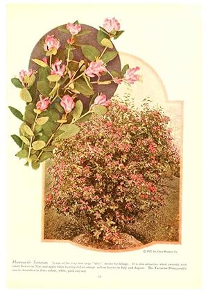 Seller image for Reproduccin/Reproduction 6237569368: Chase fruit and flowers in natural colors Rochester, N.Y.,Chase brothers company[c1922] for sale by EL BOLETIN