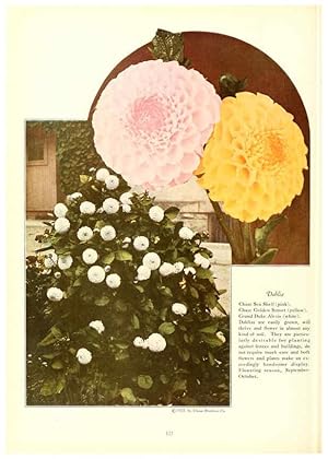 Seller image for Reproduccin/Reproduction 6237576164: Chase fruit and flowers in natural colors Rochester, N.Y.,Chase brothers company[c1922] for sale by EL BOLETIN