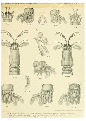 Image du vendeur pour Reproduccin/Reproduction 6243321955: An account of the Crustacea Stomatopoda of the Indo-Pacific region Calcutta,1913 mis en vente par EL BOLETIN