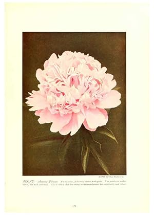 Seller image for Reproduccin/Reproduction 6237053263: Chase fruit and flowers in natural colors Rochester, N.Y.,Chase brothers company[c1922] for sale by EL BOLETIN