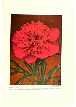 Seller image for Reproduccin/Reproduction 6237053573: Chase fruit and flowers in natural colors Rochester, N.Y.,Chase brothers company[c1922] for sale by EL BOLETIN