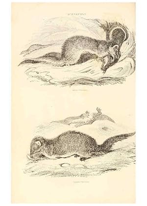 Seller image for Reproduccin/Reproduction 6243498145: The animal kingdom, arranged after its organization London,W. S. Orr and co.,1854 for sale by EL BOLETIN