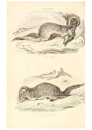 Imagen del vendedor de Reproduccin/Reproduction 6243498145: The animal kingdom, arranged after its organization London,W. S. Orr and co.,1854 a la venta por EL BOLETIN