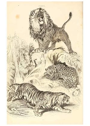 Seller image for Reproduccin/Reproduction 6243498407: The animal kingdom, arranged after its organization London,W. S. Orr and co.,1854 for sale by EL BOLETIN