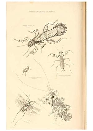 Seller image for Reproduccin/Reproduction 6243503641: The animal kingdom, arranged after its organization London,W. S. Orr and co.,1854 for sale by EL BOLETIN