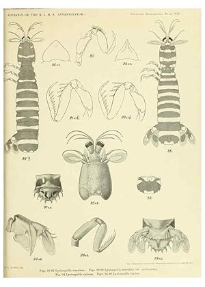 Bild des Verkufers fr Reproduccin/Reproduction 6243837958: An account of the Crustacea Stomatopoda of the Indo-Pacific region Calcutta,1913 zum Verkauf von EL BOLETIN