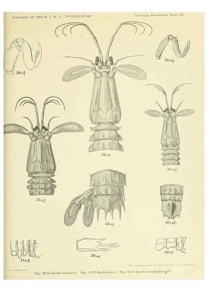 Image du vendeur pour Reproduccin/Reproduction 6243836938: An account of the Crustacea Stomatopoda of the Indo-Pacific region Calcutta,1913 mis en vente par EL BOLETIN