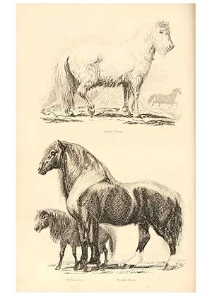 Seller image for Reproduccin/Reproduction 6243499633: The animal kingdom, arranged after its organization London,W. S. Orr and co.,1854 for sale by EL BOLETIN