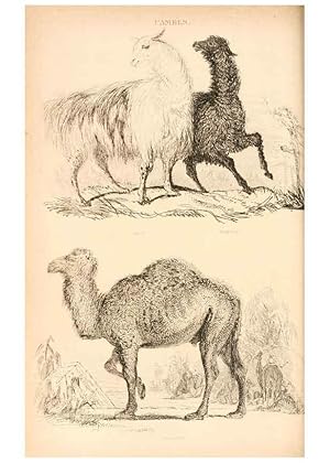 Seller image for Reproduccin/Reproduction 6243499845: The animal kingdom, arranged after its organization London,W. S. Orr and co.,1854 for sale by EL BOLETIN