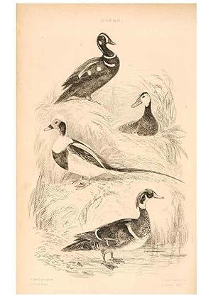 Seller image for Reproduccin/Reproduction 6243502741: The animal kingdom, arranged after its organization London,W. S. Orr and co.,1854 for sale by EL BOLETIN