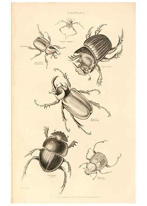 Seller image for Reproduccin/Reproduction 6243503347: The animal kingdom, arranged after its organization London,W. S. Orr and co.,1854 for sale by EL BOLETIN