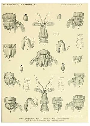 Image du vendeur pour Reproduccin/Reproduction 6243836594: An account of the Crustacea Stomatopoda of the Indo-Pacific region Calcutta,1913 mis en vente par EL BOLETIN