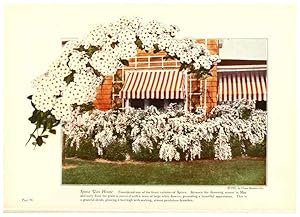 Seller image for Reproduccin/Reproduction 6237571582: Chase fruit and flowers in natural colors Rochester, N.Y.,Chase brothers company[c1922] for sale by EL BOLETIN