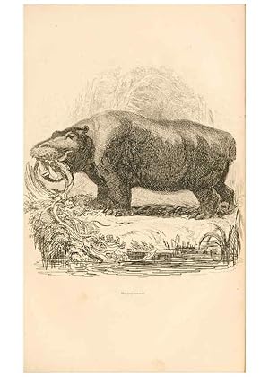 Seller image for Reproduccin/Reproduction 6243498981: The animal kingdom, arranged after its organization London,W. S. Orr and co.,1854 for sale by EL BOLETIN