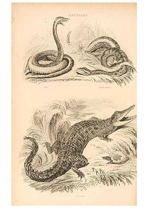 Seller image for Reproduccin/Reproduction 6244020726: The animal kingdom, arranged after its organization London,W. S. Orr and co.,1854 for sale by EL BOLETIN