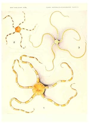 Seller image for Reproduccin/Reproduction 6221111088: Echinoderms from Australia Cambridge, U.S.A. :Printed for the Museum,1938 for sale by EL BOLETIN