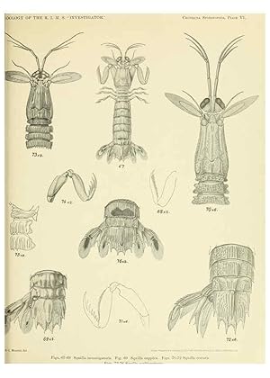 Bild des Verkufers fr Reproduccin/Reproduction 6243321127: An account of the Crustacea Stomatopoda of the Indo-Pacific region Calcutta,1913 zum Verkauf von EL BOLETIN