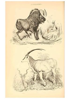 Seller image for Reproduccin/Reproduction 6244017880: The animal kingdom, arranged after its organization London,W. S. Orr and co.,1854 for sale by EL BOLETIN