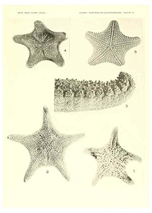 Seller image for Reproduccin/Reproduction 6221111896: Echinoderms from Australia Cambridge, U.S.A. :Printed for the Museum,1938 for sale by EL BOLETIN